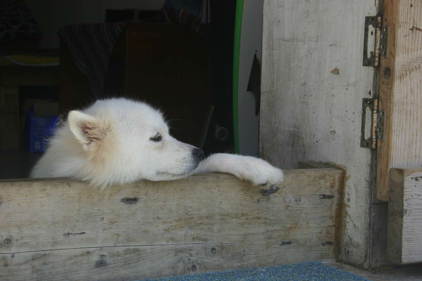 Dog in China