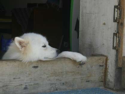 Dogs in China: Friends or Food? - The Dog Meat Industry